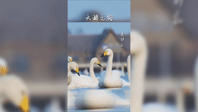 https://hi.hiweihai.net/uploadfile/2023/0806/20230806044503254.gif